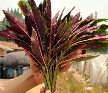 Edible Amaranth Red Fine-leaved Vegetables 20 Seeds