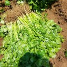 Organic Coriander 20 Seeds