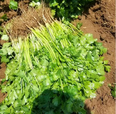 Organic Coriander 20 Seeds