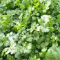 Organic Coriander 20 Seeds