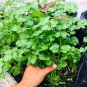 Organic Coriander 20 Seeds
