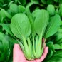 Pak Choi 20 Seeds
