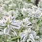 Snow-on-the-mountain 200 Seeds