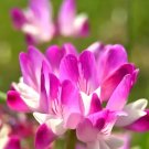 Chinese Milk Vetch 200 Seeds