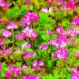 Chinese Milk Vetch 200 Seeds