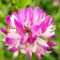 Chinese Milk Vetch 200 Seeds
