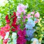 Alcea Mixed, Double Flowers 200 Seeds