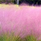 Pink Muhly Grass 100 Seeds