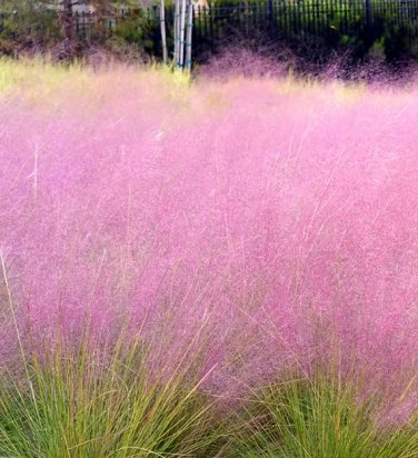 Pink Muhly Grass 100 Seeds