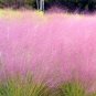 Pink Muhly Grass 100 Seeds