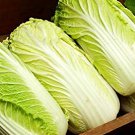 Peking Ox-heart Cabbage 20 Seeds