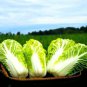 Peking Ox-heart Cabbage 20 Seeds