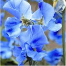 Blue Tall Sweet Pea 200 Seeds