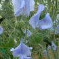 Blue Tall Sweet Pea 200 Seeds