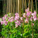 Pink Tall Sweet Pea 200 Seeds