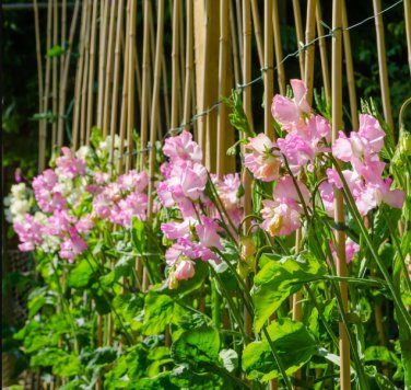Pink Tall Sweet Pea 200 Seeds