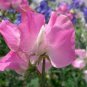 Pink Tall Sweet Pea 200 Seeds
