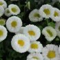 White Mid Dual Daisy 1000 Seeds