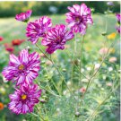 Bi-color Mid Dual Daisy 1000 Seeds