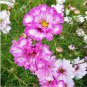 Bi-color Mid Dual Daisy 1000 Seeds