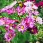Bi-color Mid Dual Daisy 1000 Seeds