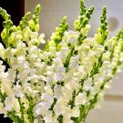 Tall White Snapdragon 1000 Seeds