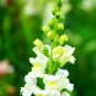 Tall White Snapdragon 1000 Seeds