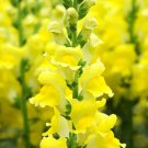 Tall Dark Yellow Snapdragon 1000 Seeds