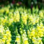Tall Dark Yellow Snapdragon 1000 Seeds