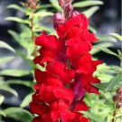 Tall Dark Red Snapdragon 1000 Seeds