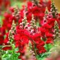 Tall Dark Red Snapdragon 1000 Seeds
