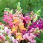 Dwarf Snapdragon Mixed 1000 Seeds