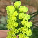Yellow Sea Lavender 200 Seeds