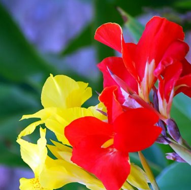 Canna Indica Mixed 100 Seeds