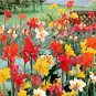 Canna Indica Mixed 100 Seeds