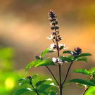 Clove Basil 200 Seeds