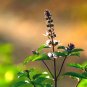 Clove Basil 200 Seeds