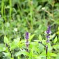Clove Basil 200 Seeds