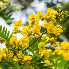 Semen cassiae 100 Seeds