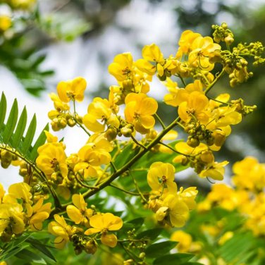 Semen cassiae 100 Seeds