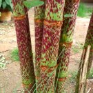 Reynoutria japonica 100 Seeds