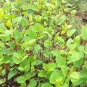 Reynoutria japonica 100 Seeds