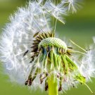 Dandelion 600 Seeds