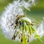 Dandelion 600 Seeds