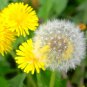 Dandelion 600 Seeds