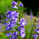 Barbed Skullcap 100 Seeds