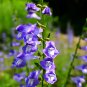 Barbed Skullcap 100 Seeds