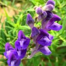 Chinese Skullcap 100 Seeds