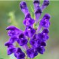 Chinese Skullcap 100 Seeds