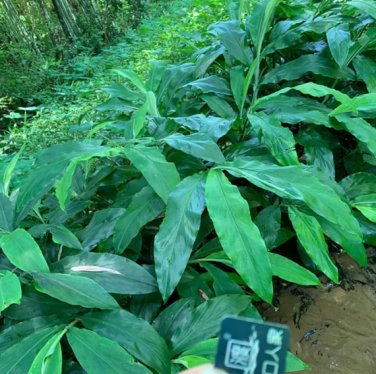 Myoga Ginger 100 Seeds